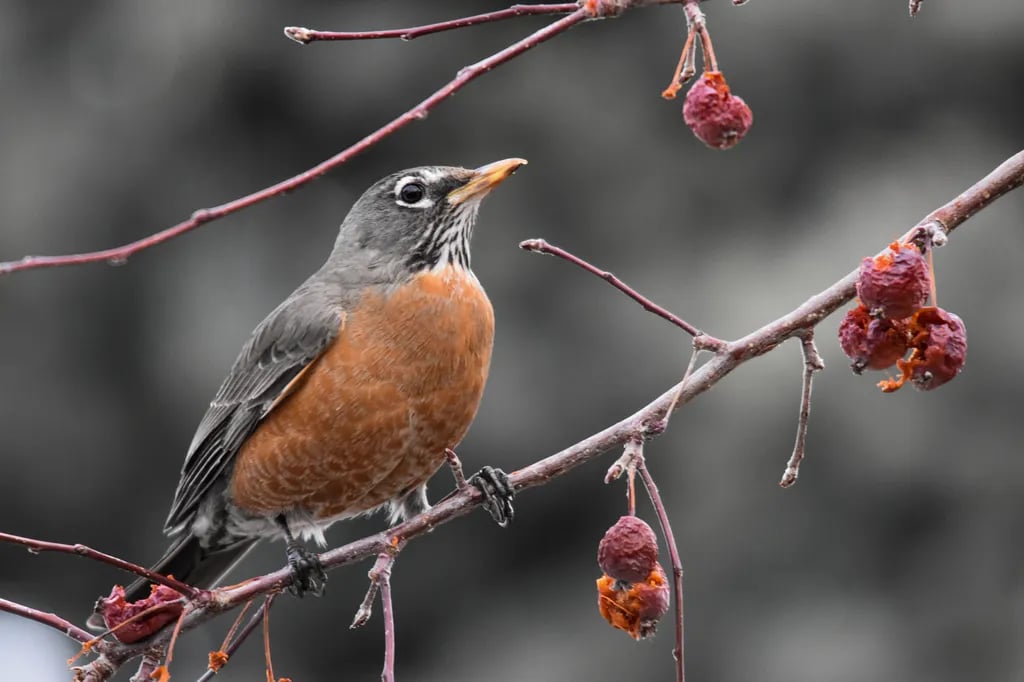 Staunton State Park Campground gallery 1