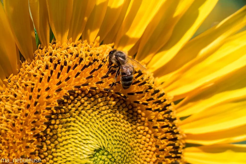 Camping Naturiste Domaine des Lauzons gallery 1