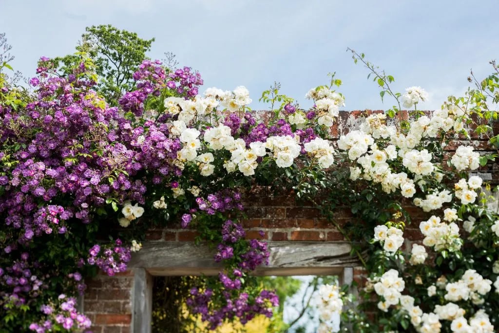 Clippesby Hall gallery 1