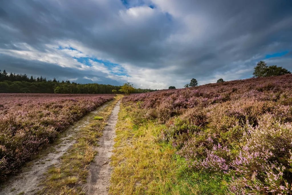 Camping De Mussencamp gallery 1