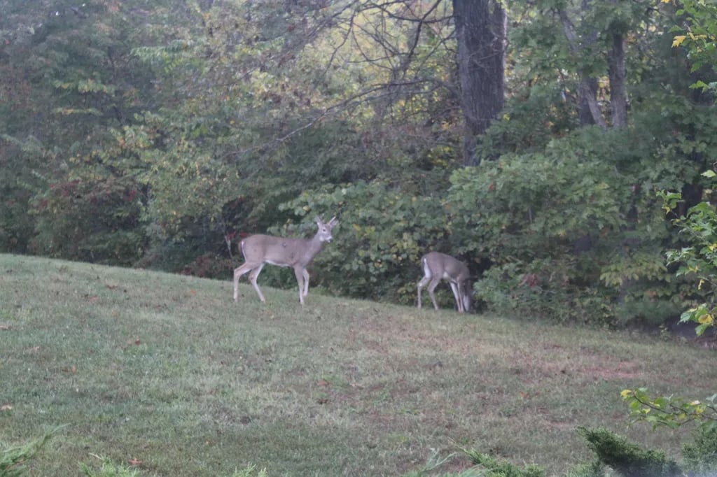 Eminence Canoes, Cottages and Camp gallery 1