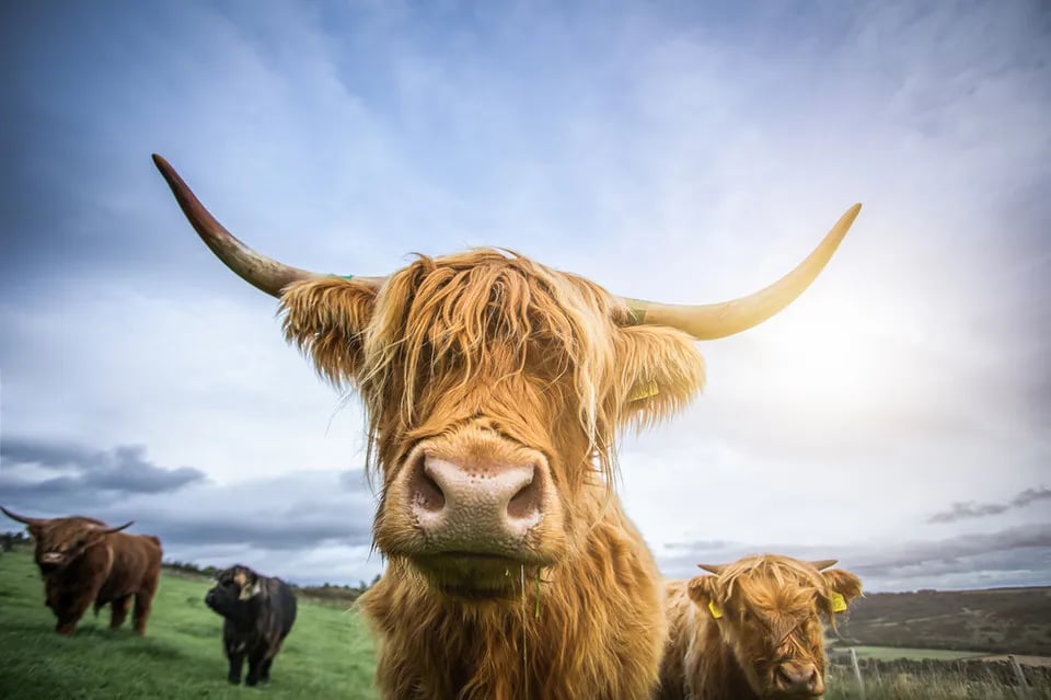 Highland Heights Luxury Glamping gallery 3