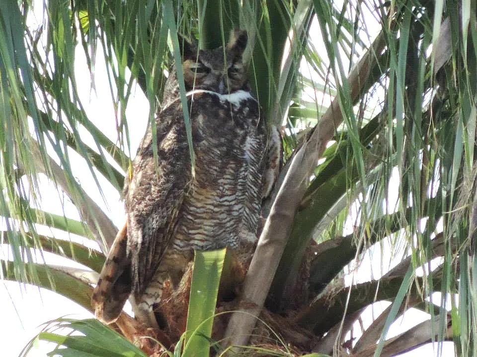 Lazy Palm Ranch gallery 2