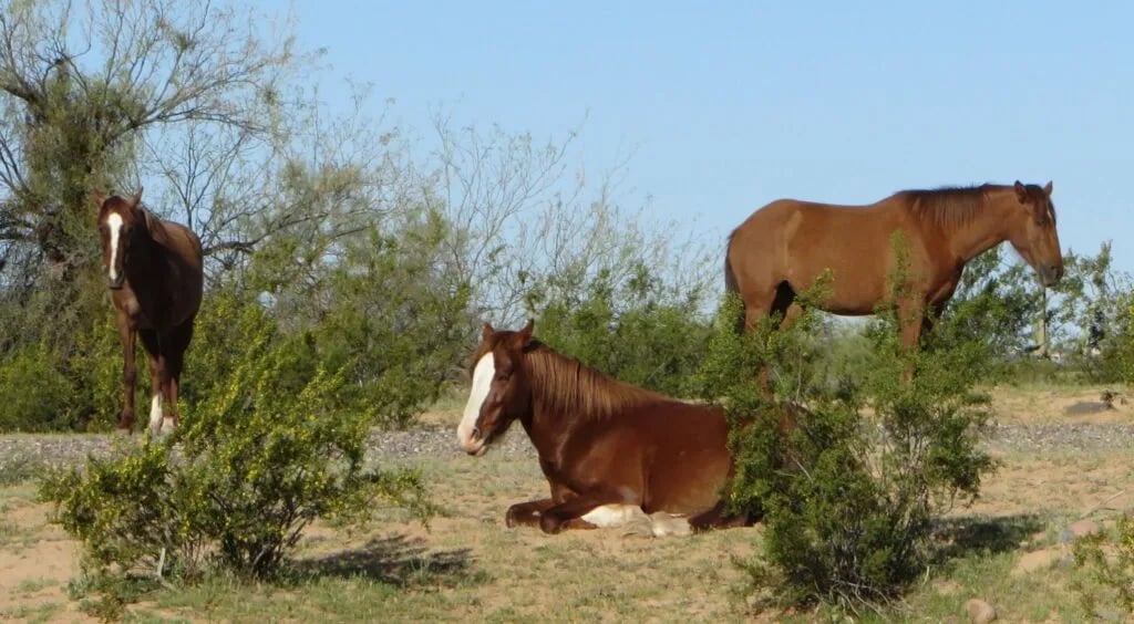 Eagle View RV Resort at Fort Mcdowell gallery 1