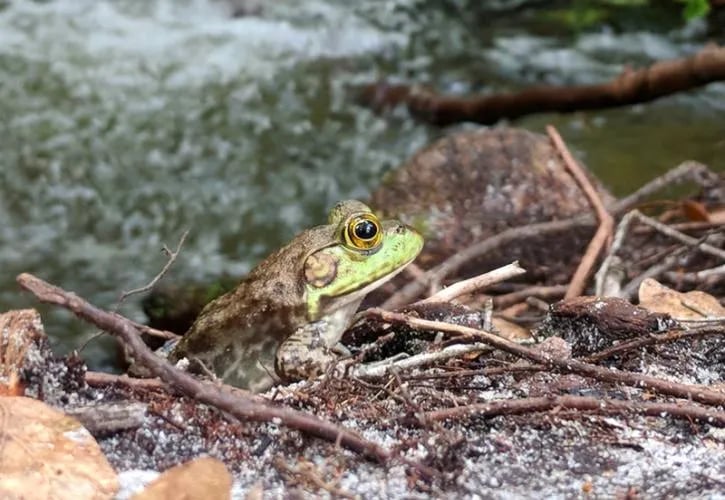 Mike Roess Gold Head Branch State Park Campground & Cabins gallery 2