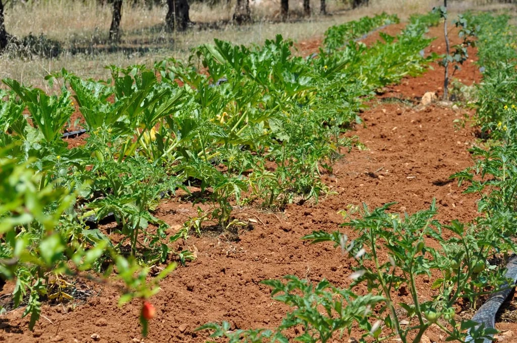 Agricampeggio Terra di Moro