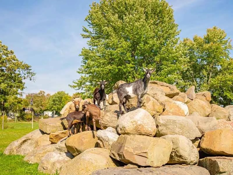 Pleasant Acres Farm RV Resort gallery 2