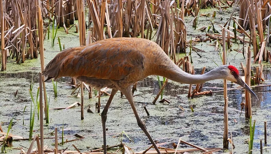 Blackhawk Lake Recreational Area