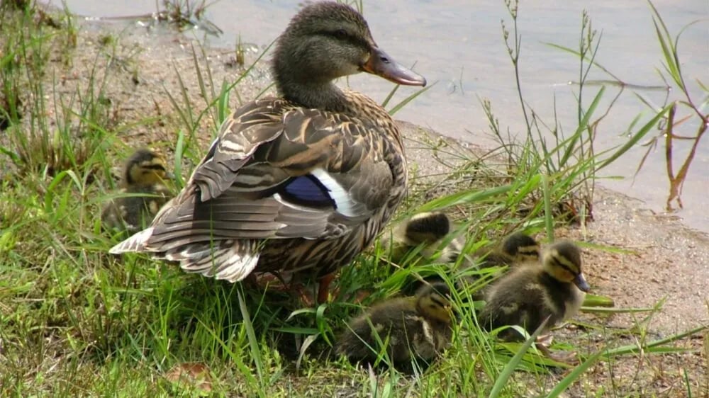 Waters Edge Family Campground