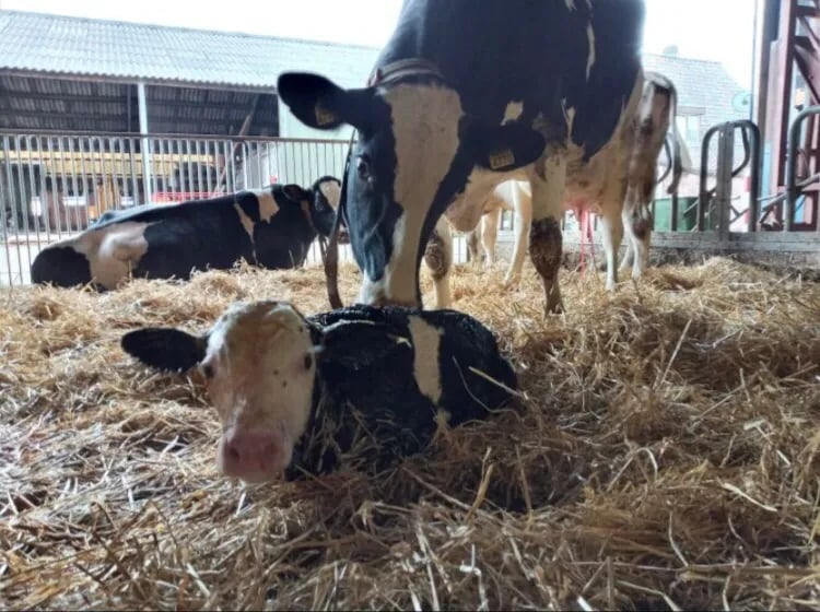 De Grote Leigraaf gallery 3