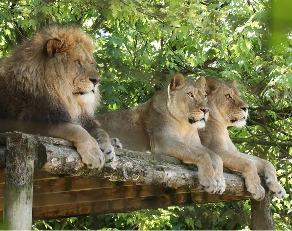 Gnome World Holiday Park