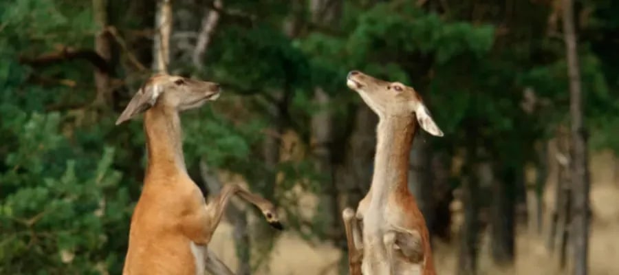 Ardoer Camping De Zandhegge gallery 3