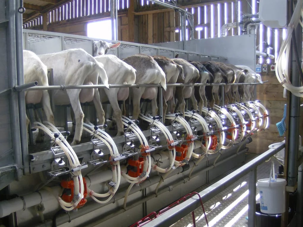 Wookey Farm gallery 1