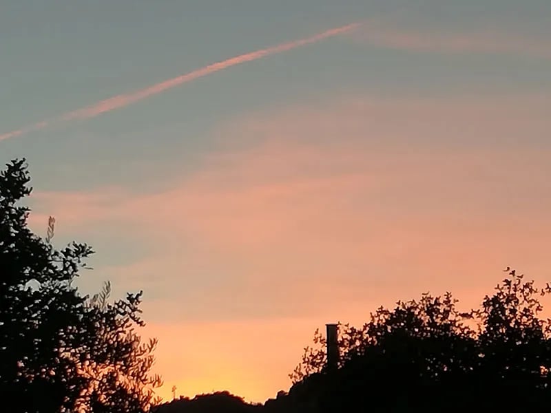 Olive Branch El Chorro gallery 2