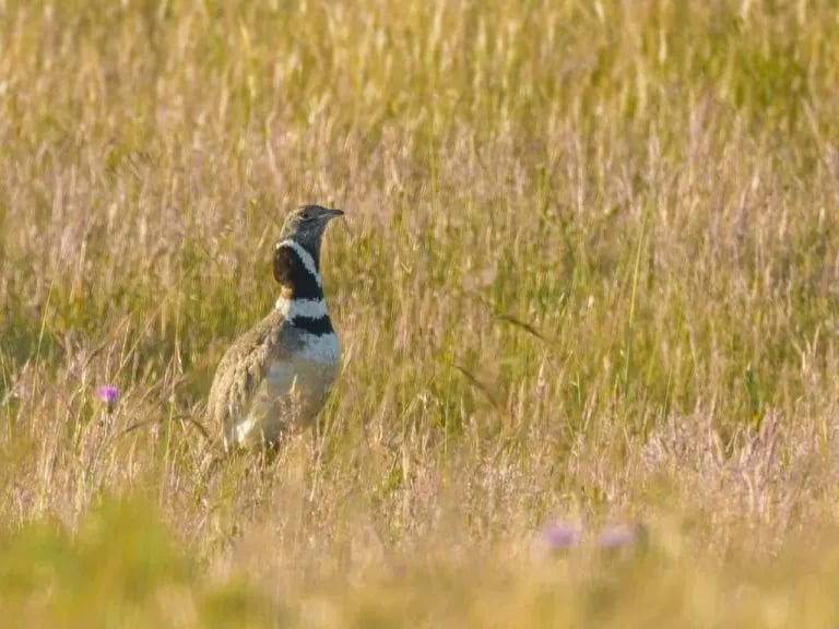 Camping Serro da Bica gallery 2