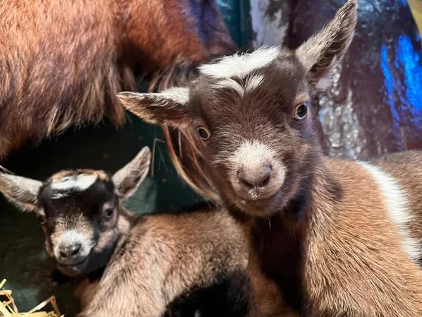 Easton Farm Park gallery 2