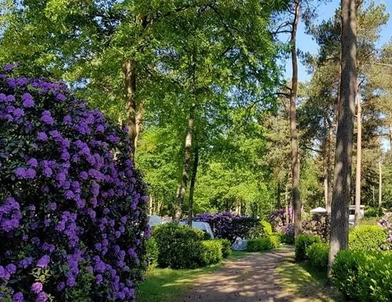 Camping Zuid Ginkel gallery 3