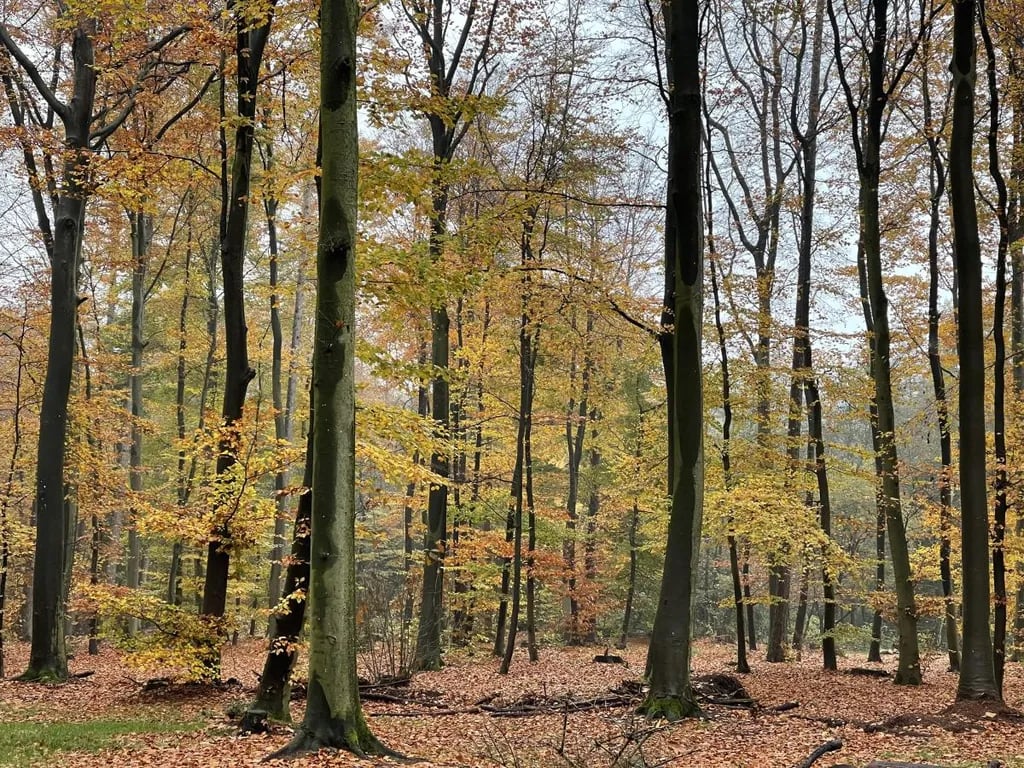 Natuurcamping Landgoed Mariahoeve gallery 1