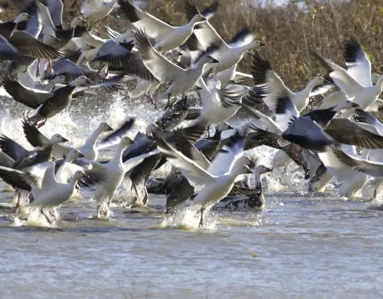 Lake Girardeau Conservation Area gallery 3