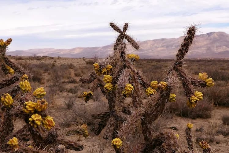 Pinewoods Lake Rec Area — Mark Twain National Forest gallery 2