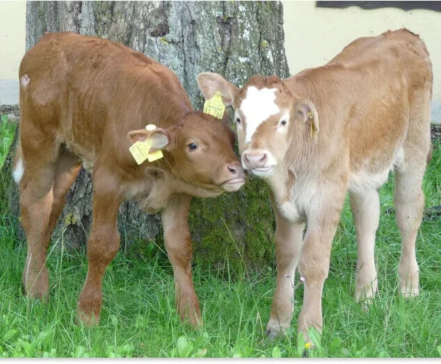 Ferienparadies Gut Horn gallery 3