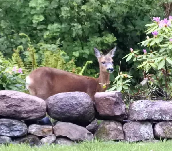 Firbank Park gallery 3