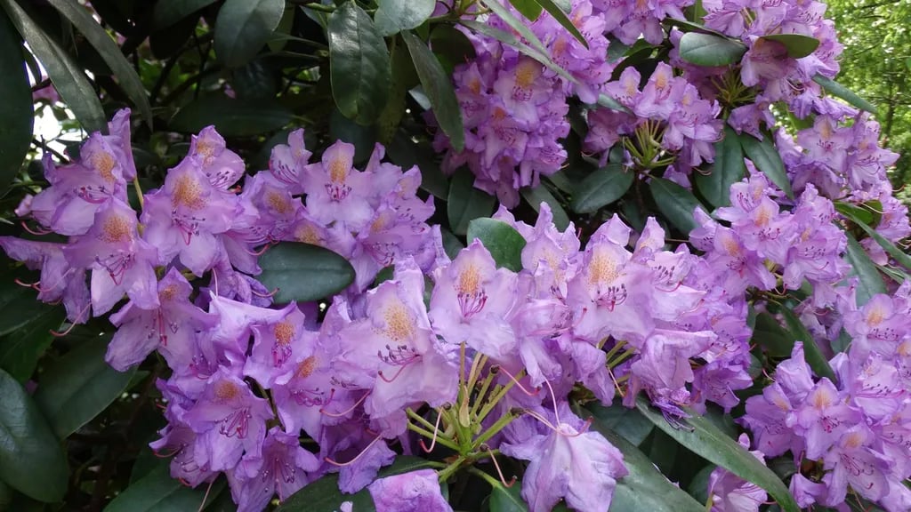 Camping Duinhorst gallery 2