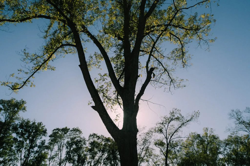 Natchitoches Pecan Orchard RV Park gallery 3