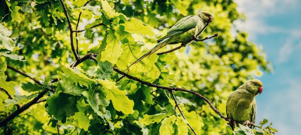 Quex Park, Touring & Holiday Park gallery 2