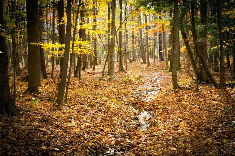 Mapleview Campground gallery 2