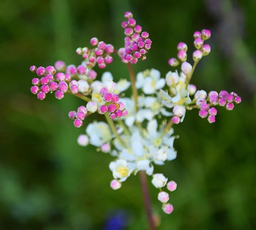 Mountain View Glamping