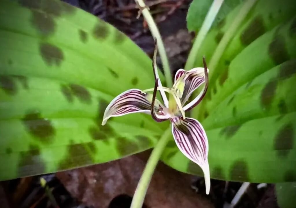 China Camp State Park gallery 1