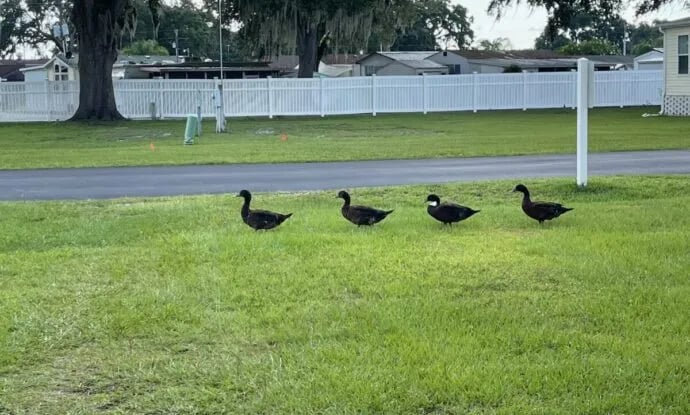 Sunshine Village Resort gallery 3