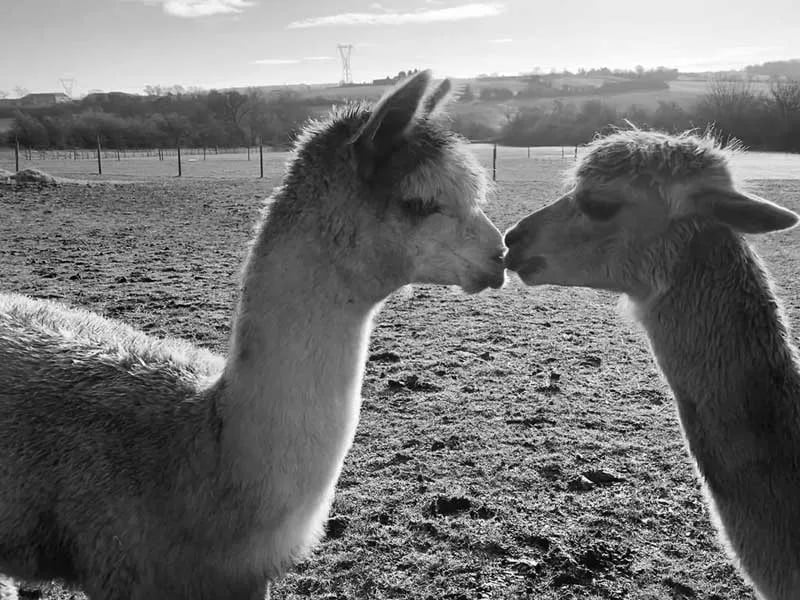 Tickhill Alpacas
