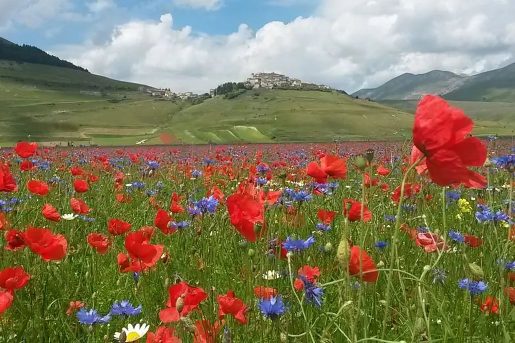 Campeggio Il Collaccio gallery 2