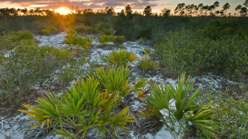 Kitching Creek Primitive Campground — Jonathan Dickinson State Park gallery 3