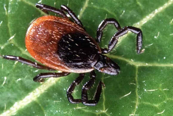 Crystal Mountain Campsite gallery 3