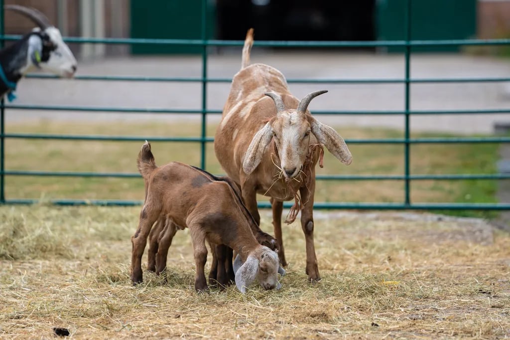 Boerderijcamping Het Varsenerveld gallery 2