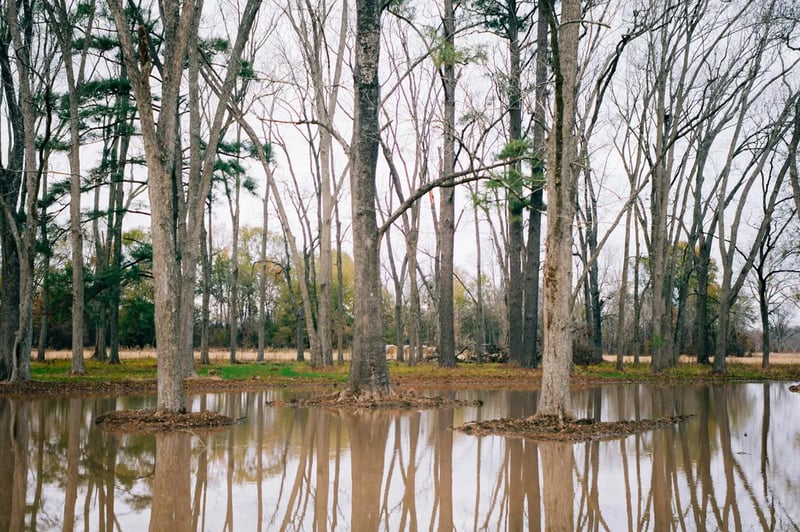 Natchitoches Pecan Orchard RV Park gallery 2