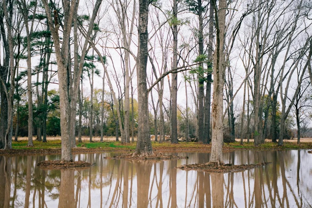 Natchitoches Pecan Orchard RV Park gallery 2