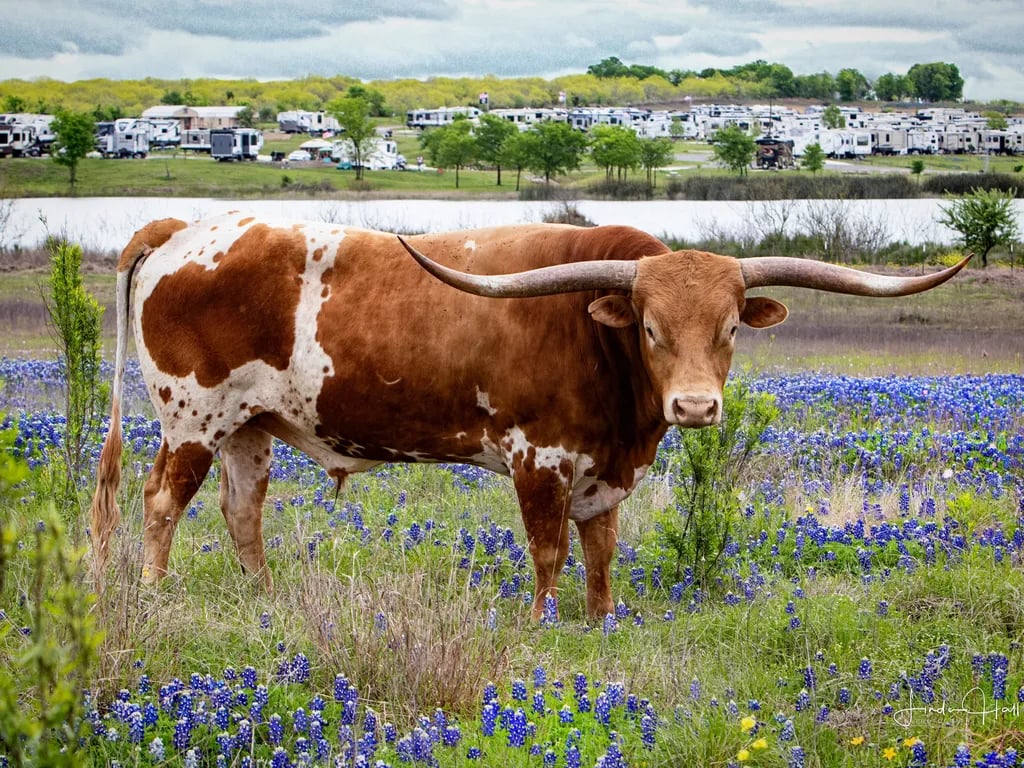 Longhorn RV Resort gallery 2