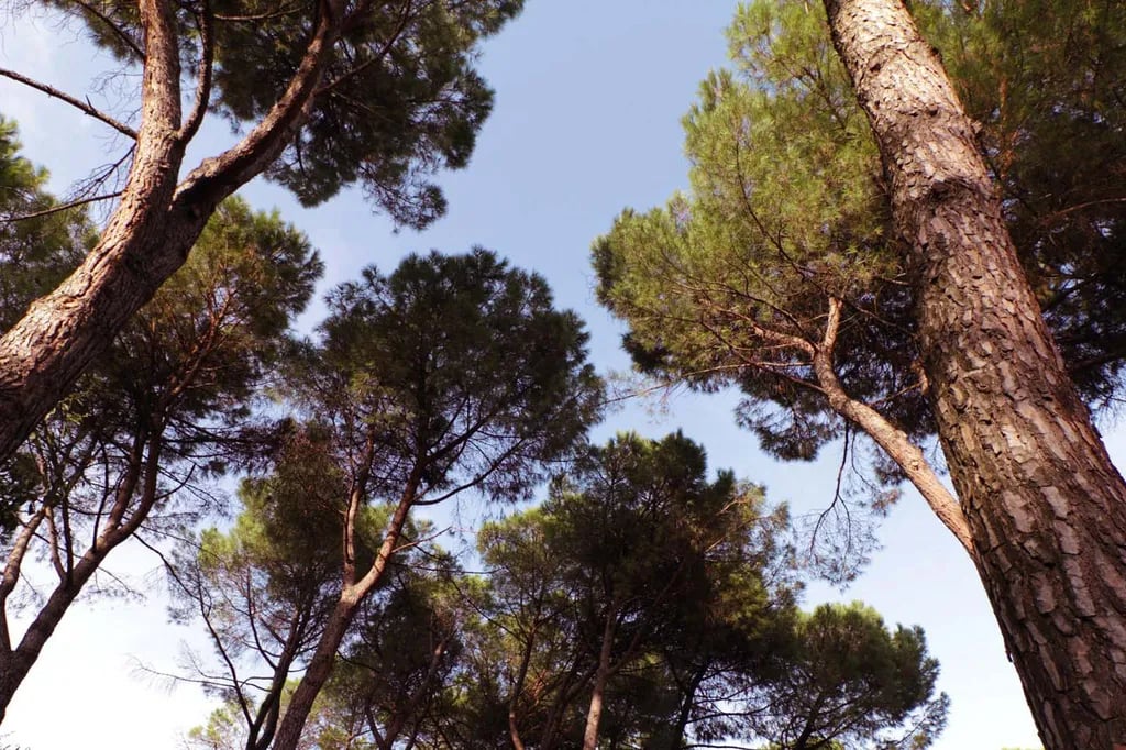 La Pampa Parking Area & Camp