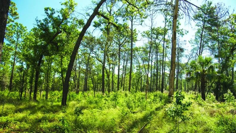 Wekiwa Springs State Park Campground gallery 3