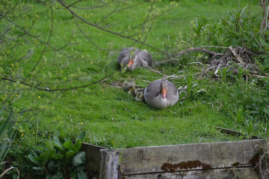 Otterington Park gallery 1