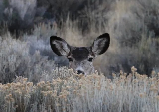 Steens Mountain Wilderness Resort