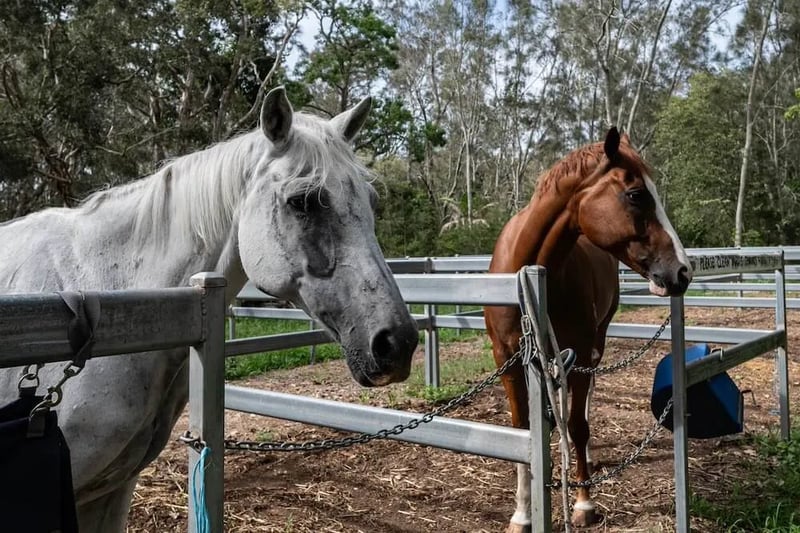 Corindi Beach Reserve Camping and Equestrian Facilities gallery 1