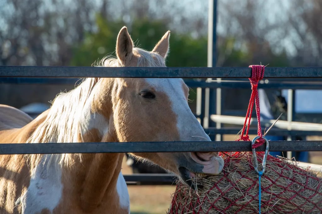 Branched Oak Lake State Rec Area gallery 1