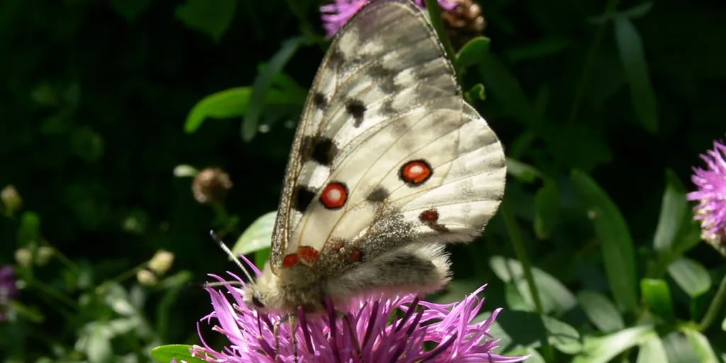 Camping Val di Rhemes gallery 1