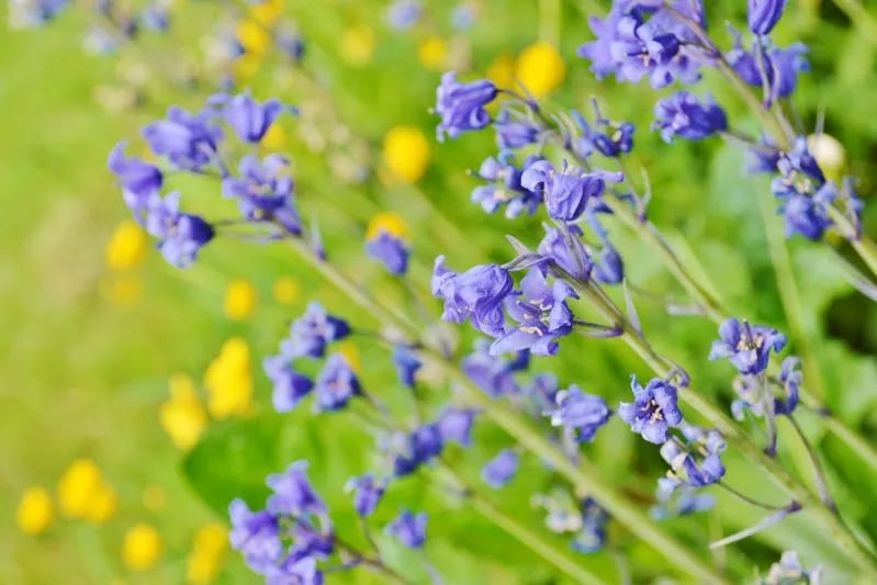 Mickleton Mill Caravan Park gallery 2