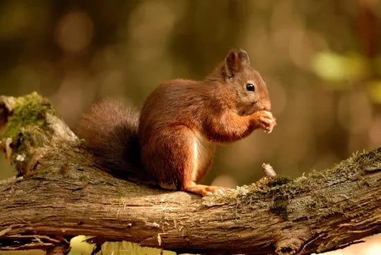 Camping Alkenhaer gallery 3